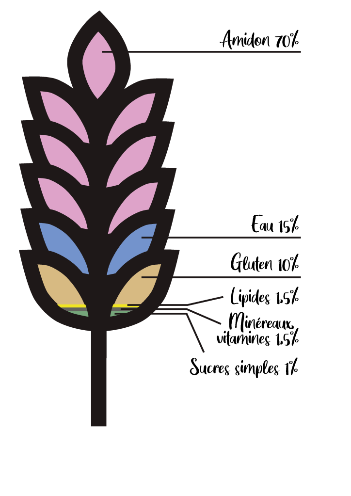 Amidon 70%
Eau 15%
Gluten 10%
Lipides 1.5%